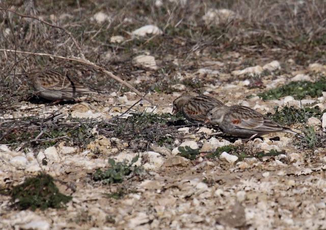 McCown's Longspur _0757.JPG